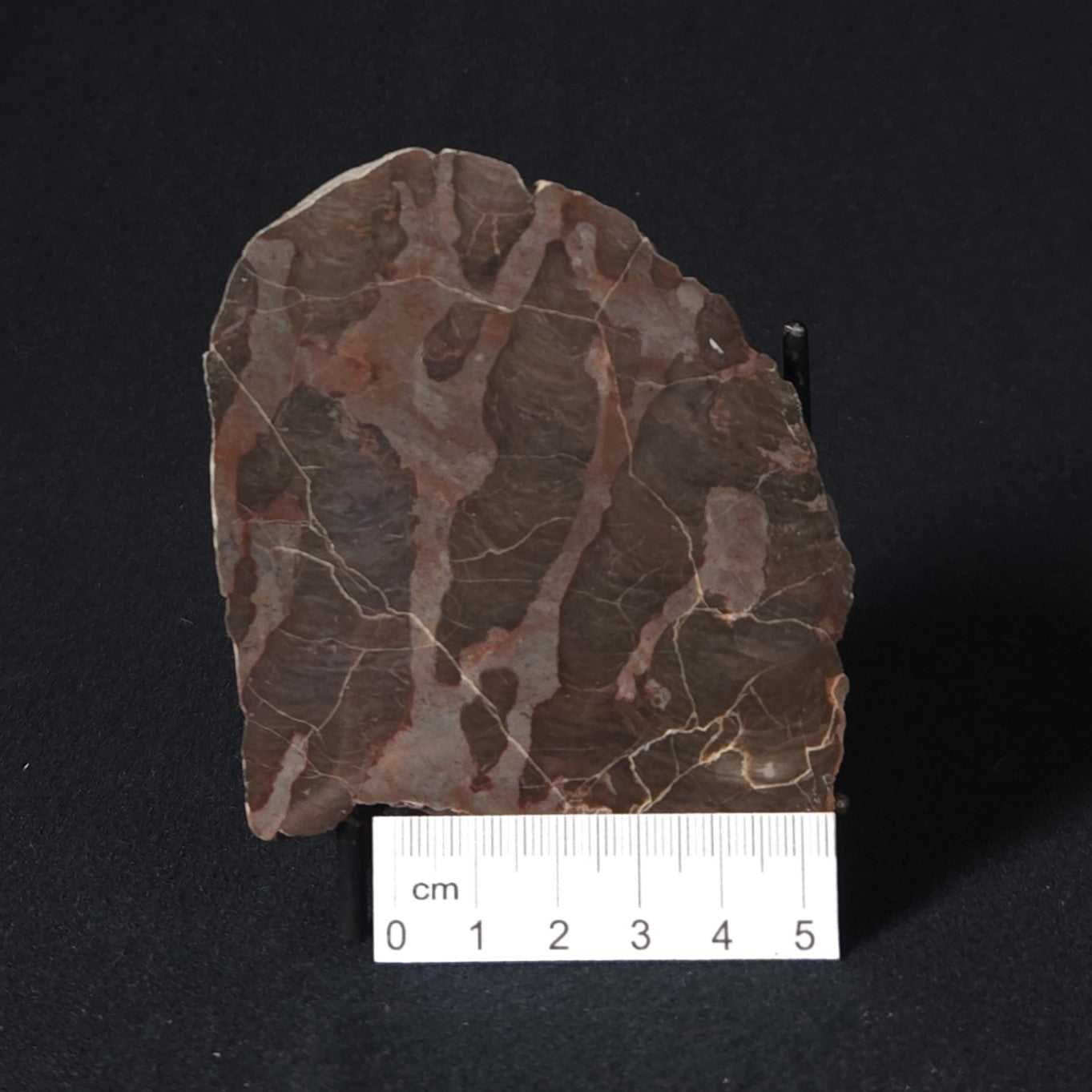 LINELLA AVIS STROMATOLITE, Proterozoic, Australia 8VA025