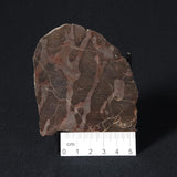 LINELLA AVIS STROMATOLITE, Proterozoic, Australia 8VA025
