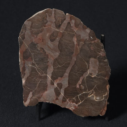 LINELLA AVIS STROMATOLITE, Proterozoic, Australia 8VA025