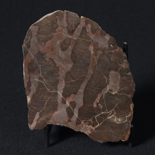 LINELLA AVIS STROMATOLITE, Proterozoic, Australia 8VA025