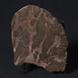 LINELLA AVIS STROMATOLITE, Proterozoic, Australia 8VA025