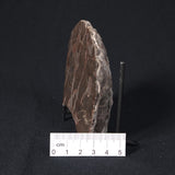 LINELLA AVIS STROMATOLITE, Proterozoic, Australia 8VA025