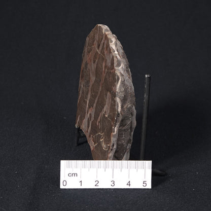 LINELLA AVIS STROMATOLITE, Proterozoic, Australia 8VA025