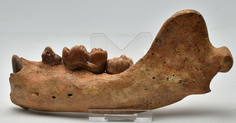 Cave Bear Jawbone/Teeth Fossil, Ursus Spelaeus,Pleistocene,  ROMANIA F04