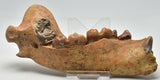 Cave Bear Jawbone/Teeth Fossil, Ursus Spelaeus,Pleistocene,  ROMANIA F04