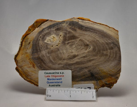 CASUARINA PETRIFIED FOSSIL WOOD, late Oligocene, Queensland Australia (F487)