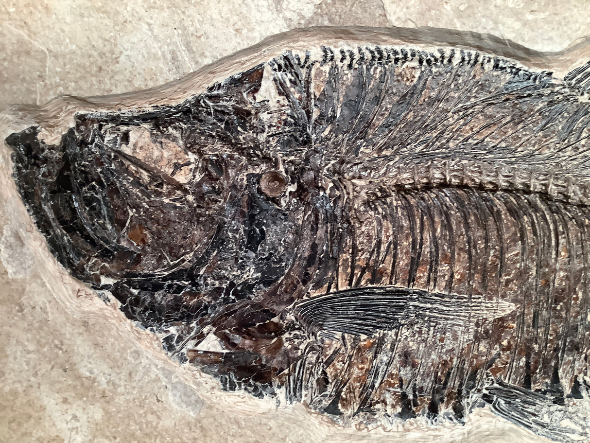 Diplomystus dentatus and Knightia alta Fossil Fish