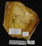 Stromatolite Slice, Middle Proterozoic,1.4 Mya, Noondine Chert, Gunyidi, Western Australia MS051
