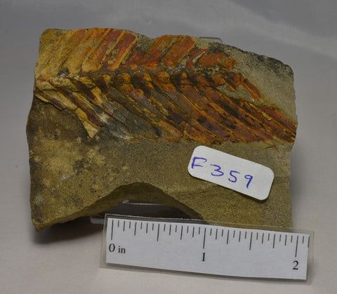 Zamites gigas, FOSSIL Plant, Early Jurasic, 210g, Alaska,USA (F359)