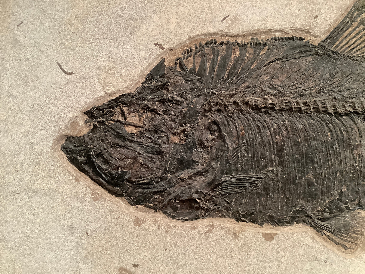 Fossil Fish Diplomystus