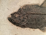Fossil Fish Diplomystus