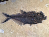 Fossil Fish Diplomystus and Knightia