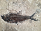 Diplomystus dentatus and Knightia alta Fossil Fish