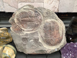 Trilobite Fossil Plate
