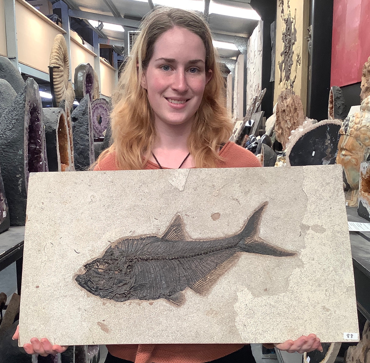 Fossil Fish Diplomystus