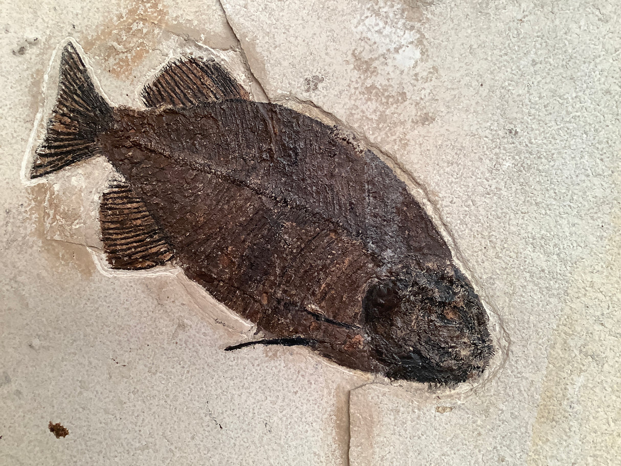 Phareodus encaustus and Knightia alta Fossil Fish