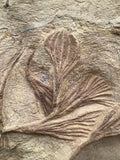 Crinoid and Starfish Fossil