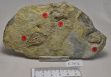 CRINOID FOSSIL Mississippian Gilmore City Formation (F502)