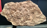 Crinoid and Starfish Fossil