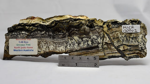 STROMATOLITE Microbial Fossil Mat Dresser Formation, Australia MICRO00001