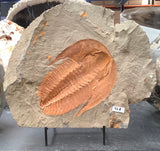 Trilobite Fossil Pair