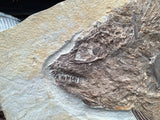 Fossil Fish Phareodus