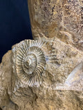 Ammonite