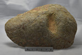 Stromatolite LINELLA AVIS MICROBIALITE Polished FOSSIL, Australia (S622)