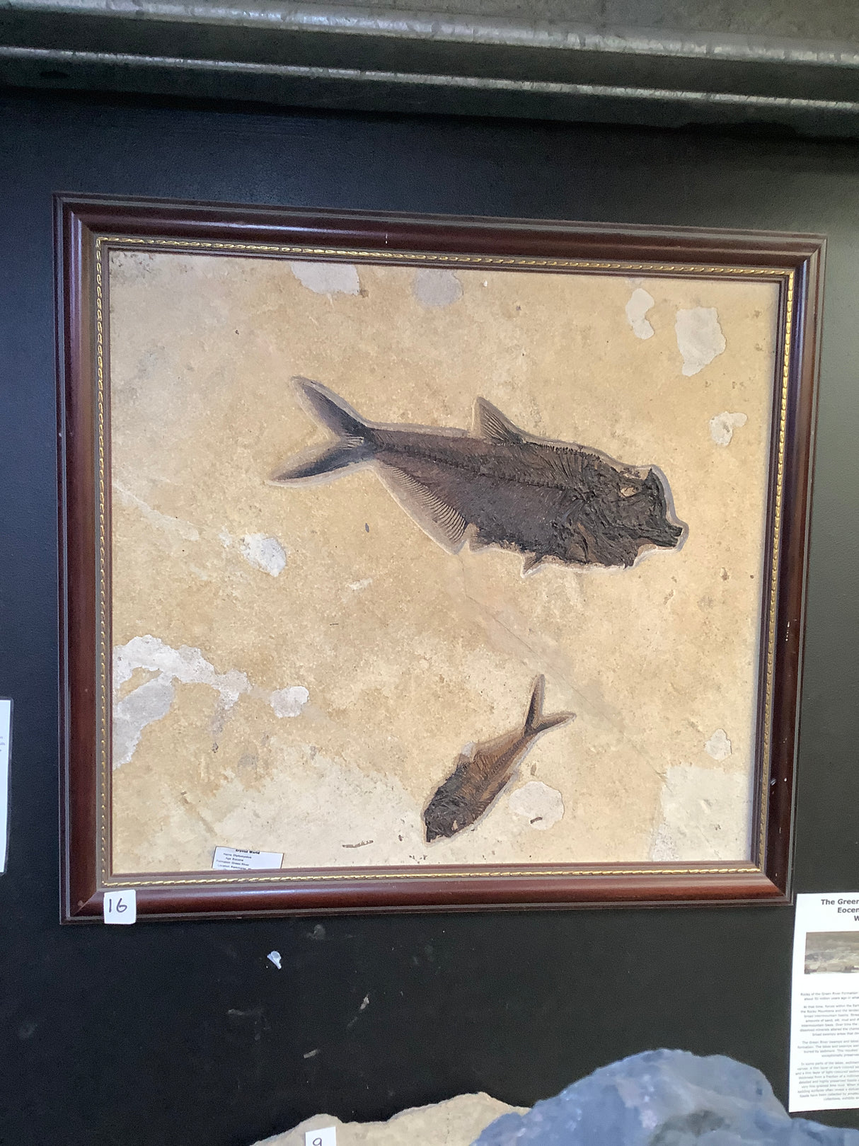 Fossil Fish Diplomystus and Knightia