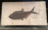 Fossil Fish Diplomystus
