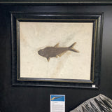 Fossil Fish Diplomystus