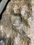 Ammonite