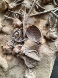 Crinoid and Shell Fossil.