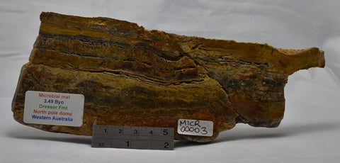 STROMATOLITE Microbial Fossil Mat Dresser Formation, Australia MICRO00003