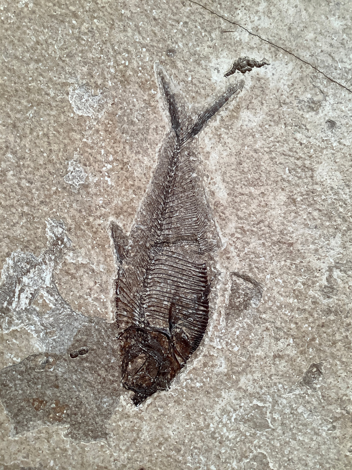 Diplomystus dentatus and Knightia alta Fossil Fish