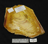 Stromatolite Slice, Middle Proterozoic,1.4 Mya, Noondine Chert, Gunyidi, Western Australia MS051