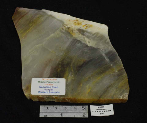Stromatolite Slice, Middle Proterozoic,1.4 Mya, Noondine Chert, Gunyidi, Western Australia MS055