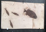 Phareodus encaustus and Knightia alta Fossil Fish