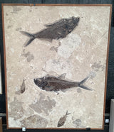 Diplomystus dentatus and Knightia alta Fossil Fish