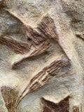 Crinoid and Starfish Fossil