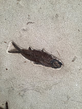 Phareodus encaustus and Knightia alta Fossil Fish
