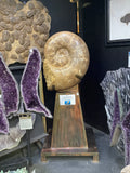 Ammonite