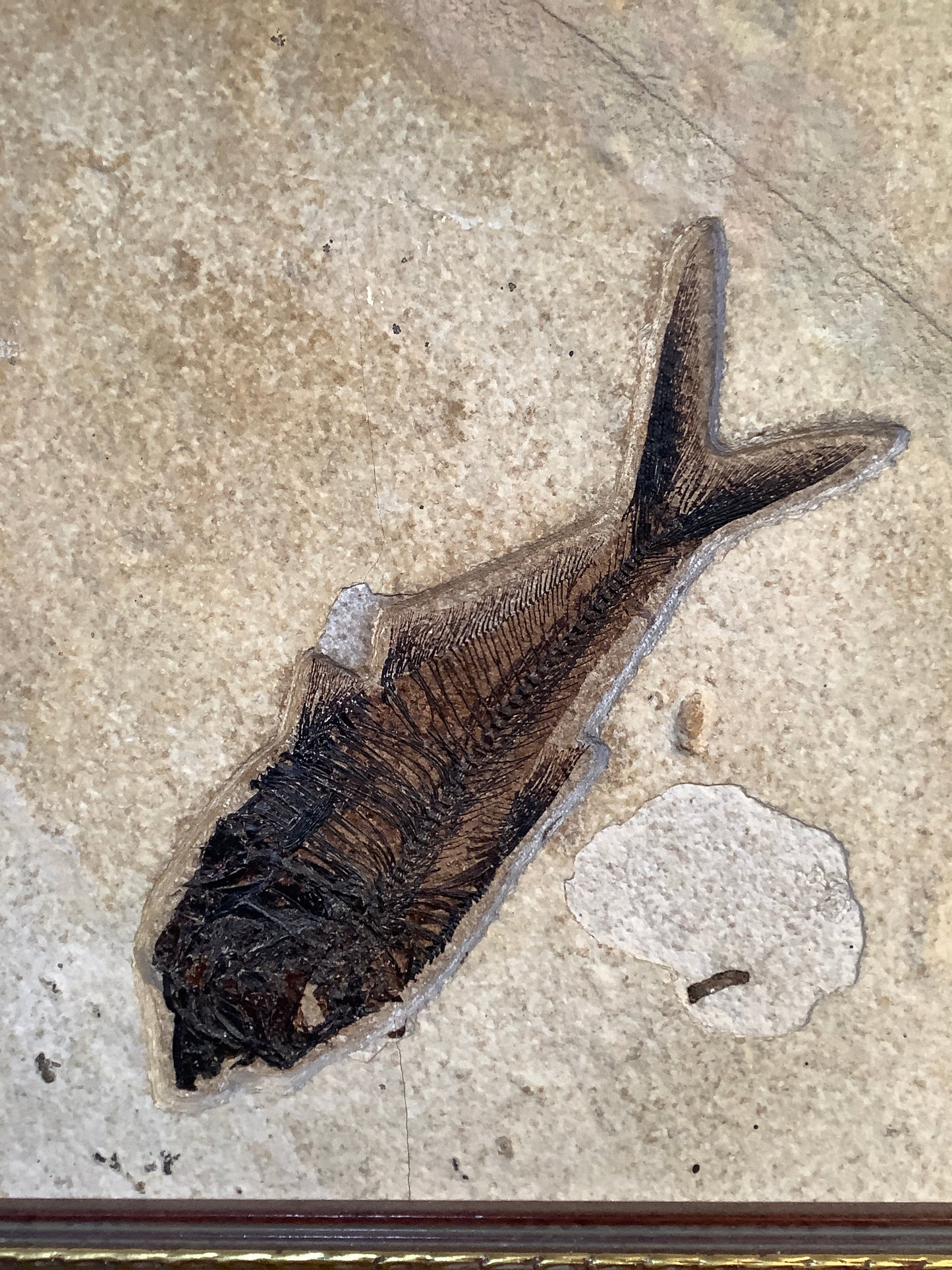 Fossil Fish Diplomystus and Knightia