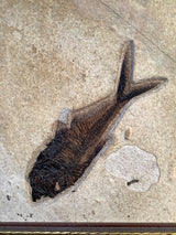 Fossil Fish Diplomystus and Knightia