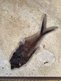Fossil Fish Diplomystus and Knightia
