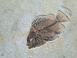Fossil Fish