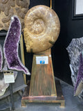 Ammonite