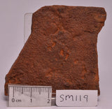HORODYSKIA Mesoproterozoic 1.4 B.Y.O, AUSTRALIAN FOSSIL SM119