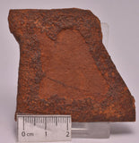 HORODYSKIA Mesoproterozoic 1.4 B.Y.O, AUSTRALIAN FOSSIL SM119