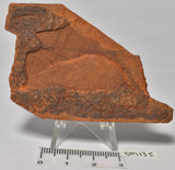 HORODYSKIA Mesoproterozoic 1.4 B.Y.O AUSTRALIAN FOSSIL SM135